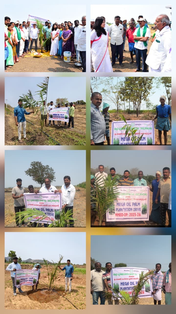 ఇల్లంతకుంట, మార్చి – 17ఆయిల్ పామ్ సాగుకు రైతులు ముందుకు రావాలి  కలెక్టర్ గరిమ అగ్రవాల్    ప్రజా పాలన - ప్రగతి ప్రణాళికలో ఇల్లంతకుంట, బోయినపల్లి, కోనరావుపేట, వేములవాడ,గంభీరావుపేట మండలాల్లో 40 ఎకరాల్లో మెగా ప్లాంటేషన్